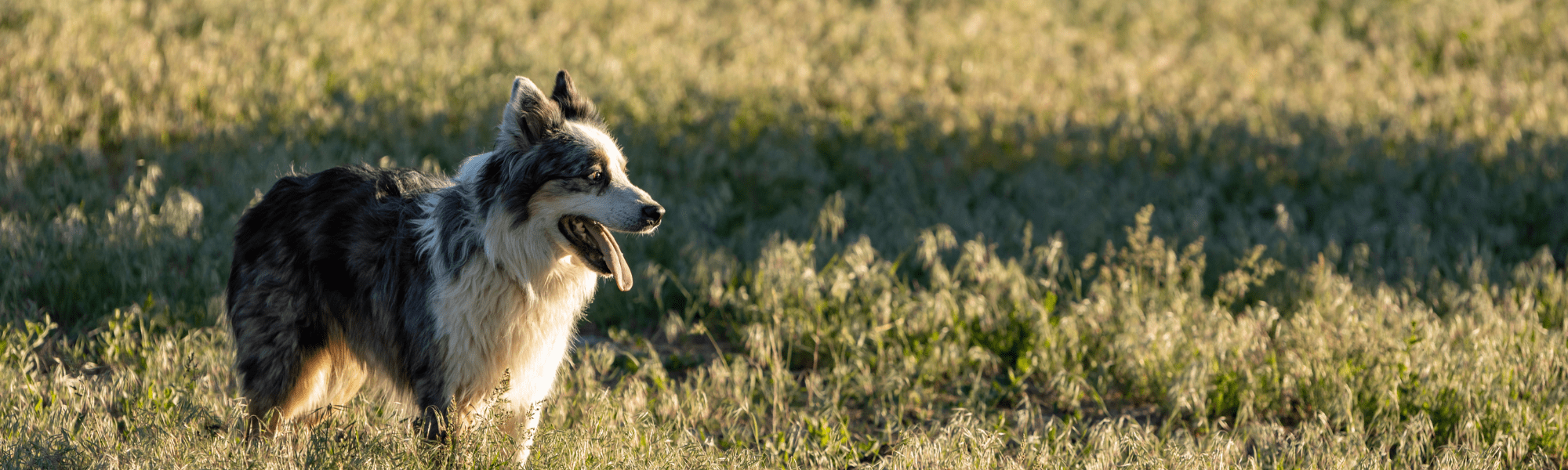 Dog in field